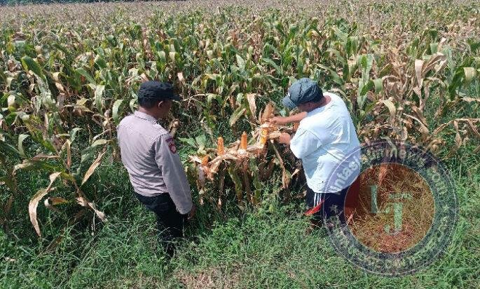 Bhabinkamtibmas Pekoren Pantau Lahan Jagung di Rembang, Kawal Asta Cita Ketahanan Pangan