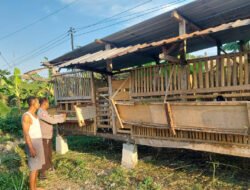 Bhabinkamtibmas Bangil Pantau Budidaya Ternak Kambing di Latek, Dukung Program P2B Asta Cita