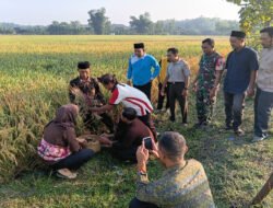 Wujud Syukur Hasil Pertanian, Babinsa Pangkur Ikuti Doa Bersama dan Methil Bareng