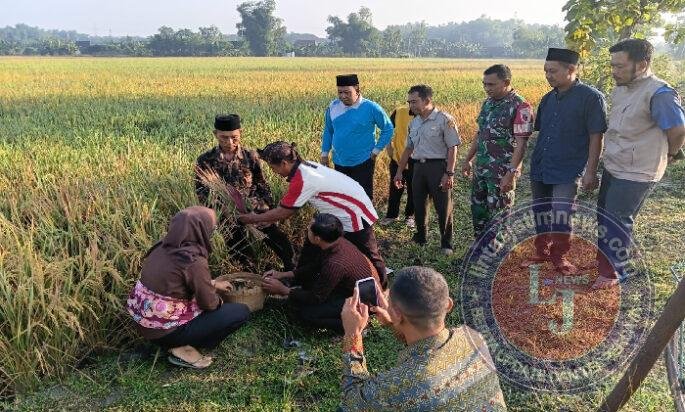Wujud Syukur Hasil Pertanian, Babinsa Pangkur Ikuti Doa Bersama dan Methil Bareng