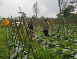 Polisi Turun ke Lahan, Pantau Perkembangan Kubis di Desa Gendro