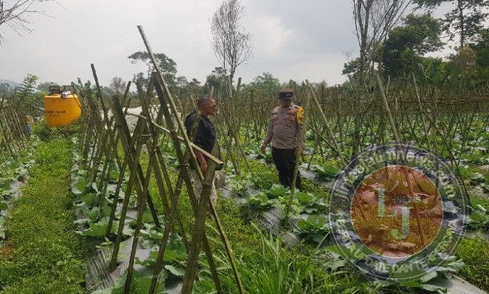 Polisi Turun ke Lahan, Pantau Perkembangan Kubis di Desa Gendro