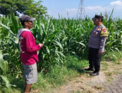 Bhabinkamtibmas Sukorejo Cek Pertumbuhan Jagung Warga