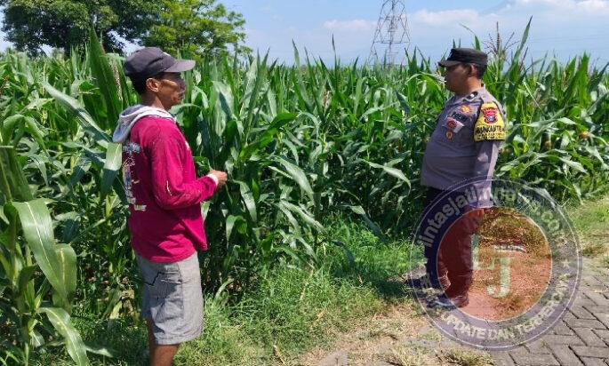 Bhabinkamtibmas Sukorejo Cek Pertumbuhan Jagung Warga