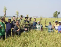Dorong Pengembangan Padi Unggul, Danrem 081/DSJ dan Dandim Ngawi Tinjau Padi Varietas Baru di Padas