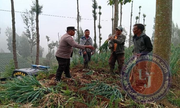 Bhabinkamtibmas Polsek Tosari Pantau Lahan Bawang Prei, Dukung Program Ketahanan Pangan Nasional
