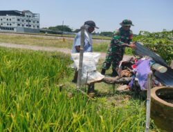 Air Terjaga, Panen Terjanjikan: Babinsa Dampingi Petani Rawat Mesin Pengairan Sawah