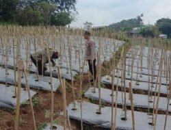 Bhabinkamtibmas Desa Gendro Tinjau Tanaman Cabai, Dukung Program Pekarangan Pangan Bergizi