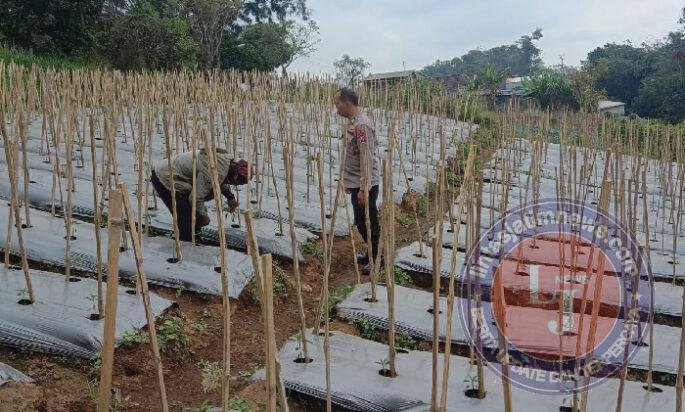 Bhabinkamtibmas Desa Gendro Tinjau Tanaman Cabai, Dukung Program Pekarangan Pangan Bergizi