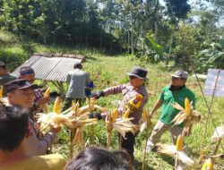 Polres Pacitan Genjot Produktivitas Jagung di Bandar, Dampingi Petani dan Evaluasi Kualitas Benih