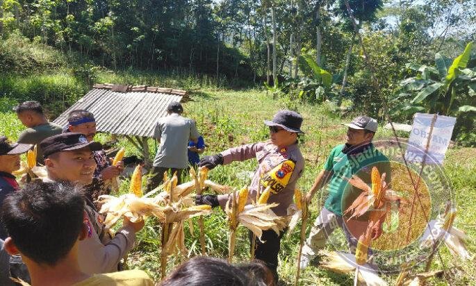 Polres Pacitan Genjot Produktivitas Jagung di Bandar, Dampingi Petani dan Evaluasi Kualitas Benih
