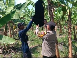 Polsek Rembang Pantau Pekarangan Pangan Bergizi Pisang Cavendish, Dukung Ketahanan Pangan Nasional