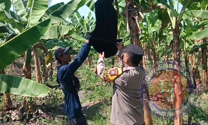Polsek Rembang Pantau Pekarangan Pangan Bergizi Pisang Cavendish, Dukung Ketahanan Pangan Nasional