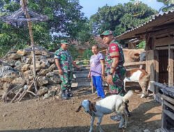 Demi Ternak Tetap Produktif, Babinsa Sambangi Kandang Mbah Poni