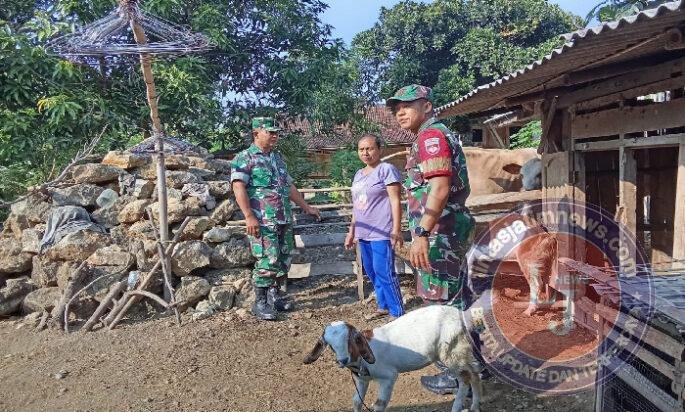 Demi Ternak Tetap Produktif, Babinsa Sambangi Kandang Mbah Poni