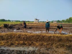 Dari Sawah untuk Ketahanan Pangan, Babinsa dan Gapoktan Krandegan Bahu Membahu Olah Lahan Padi