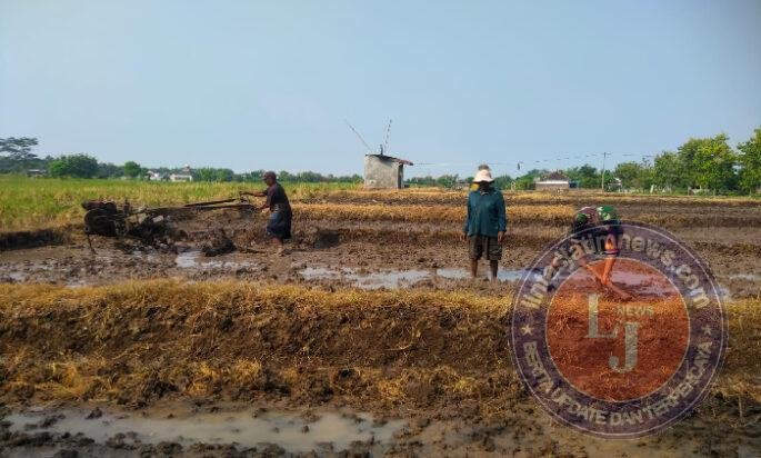 Dari Sawah untuk Ketahanan Pangan, Babinsa dan Gapoktan Krandegan Bahu Membahu Olah Lahan Padi