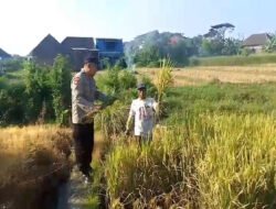 Bhabinkamtibmas Polsek Prigen Bersama Petani Rawat Lahan Padi Dukung Ketahanan Pangan Nasional
