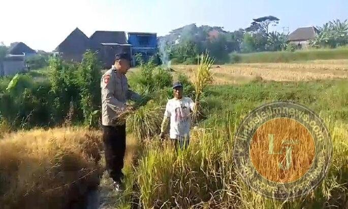 Bhabinkamtibmas Polsek Prigen Bersama Petani Rawat Lahan Padi Dukung Ketahanan Pangan Nasional