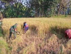 Babinsa Sawahan Dampingi Petani Raih Hasil Melimpah