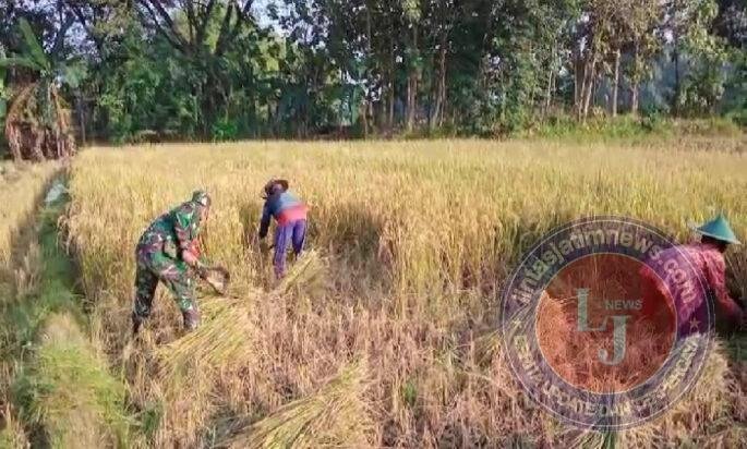 Babinsa Sawahan Dampingi Petani Raih Hasil Melimpah