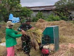 Babinsa Surodakan Dampingi Petani Panen Padi, Perkuat Ketahanan Pangan