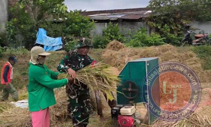 Babinsa Surodakan Dampingi Petani Panen Padi, Perkuat Ketahanan Pangan