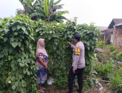Polsek Nongkojajar Dampingi Warga Kembangkan Buncis untuk Perkuat Ketahanan Pangan di Tutur