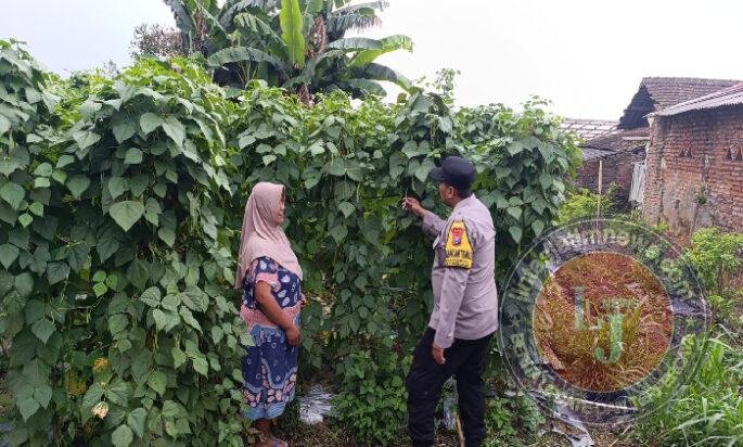 Polsek Nongkojajar Dampingi Warga Kembangkan Buncis untuk Perkuat Ketahanan Pangan di Tutur