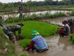 Lumpur Tak Jadi Halangan, Babinsa Miri Turun Langsung Cabuti Bibit Padi Demi Ketahanan Pangan