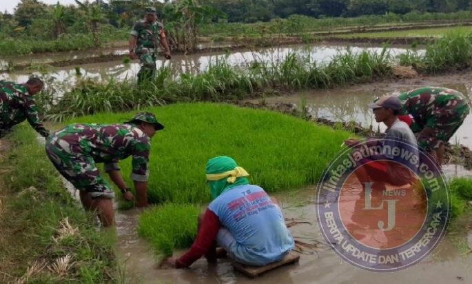 Lumpur Tak Jadi Halangan, Babinsa Miri Turun Langsung Cabuti Bibit Padi Demi Ketahanan Pangan