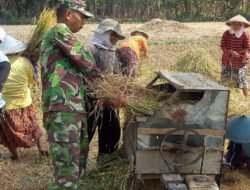 Di Tengah Hamparan Sawah Mojorejo, Babinsa Turun Langsung Dampingi Petani Panen Padi