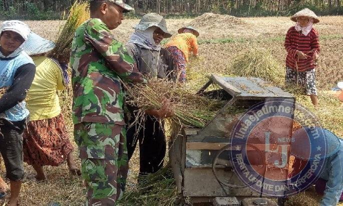 Di Tengah Hamparan Sawah Mojorejo, Babinsa Turun Langsung Dampingi Petani Panen Padi