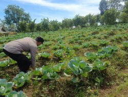 Polsek Nongkojajar Pantau Lahan Kubis Warga Program P2B