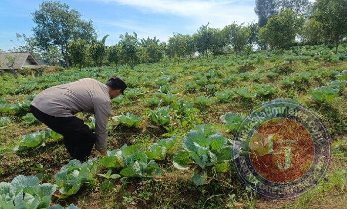 Polsek Nongkojajar Pantau Lahan Kubis Warga Program P2B