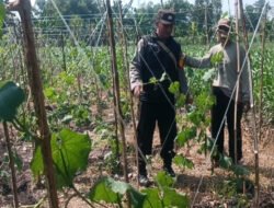 Gugus Tugas Ketahanan Pangan Polsek Rembang Pantau Lahan Gambas Milik Petani Binaan