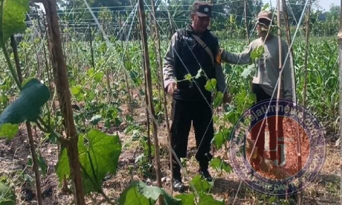 Gugus Tugas Ketahanan Pangan Polsek Rembang Pantau Lahan Gambas Milik Petani Binaan
