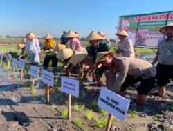 Tanam Padi Serentak di Beji, Kapolsek: Wujud Sinergi Pertahankan Swasembada Pangan