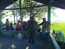 Lawan Hama Tikus, Babinsa Bersama Petani Kompak Gelar Gerdal Serentak