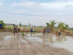 Dari Lumpur Sawah, Babinsa Bangun Optimisme Petani Menuju Panen Berkualitas