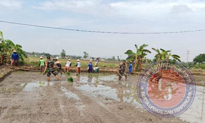 Dari Lumpur Sawah, Babinsa Bangun Optimisme Petani Menuju Panen Berkualitas
