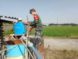 Saat Hama Mengancam Panen, Babinsa dan Petani Balerejo Bergerak Bersama