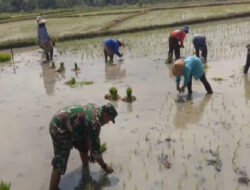 Lumpur di Kaki, Harapan di Hati: Babinsa Miri Tanam Padi Bersama Petani