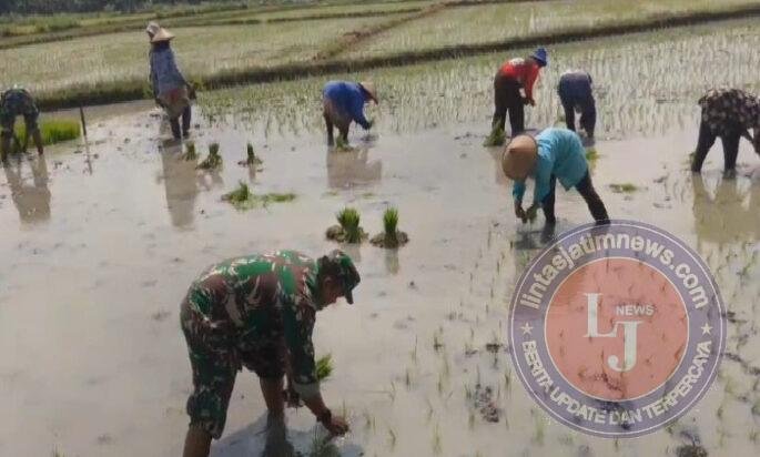 Lumpur di Kaki, Harapan di Hati: Babinsa Miri Tanam Padi Bersama Petani
