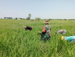 Merawat Harapan di Hamparan Sawah, Babinsa Kertosari Bersihkan Gulma Bersama Petani