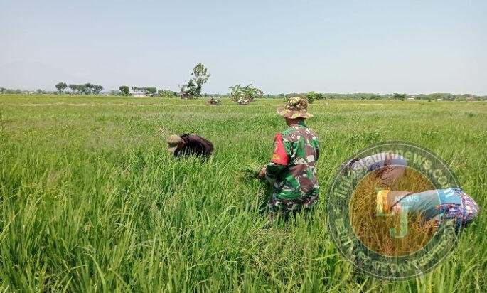 Merawat Harapan di Hamparan Sawah, Babinsa Kertosari Bersihkan Gulma Bersama Petani