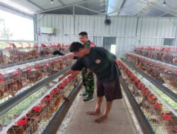 Dari Kandang Ayam untuk Ketahanan Pangan, Babinsa Sirapan Kawal Semangat Swasembada Desa