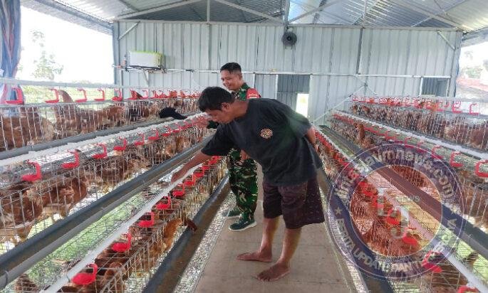 Dari Kandang Ayam untuk Ketahanan Pangan, Babinsa Sirapan Kawal Semangat Swasembada Desa