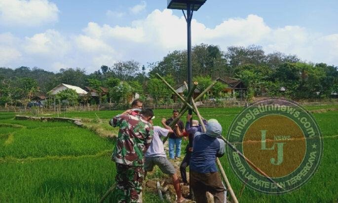 Pasang Rubuha, Babinsa dan Poktan Plosorejo Makmur Andalkan Predator Alami Atasi Hama Tikus