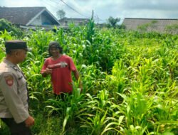 Bukan Sekadar Patroli, Polisi di Tutur Kini Aktif Dampingi Petani Jagung